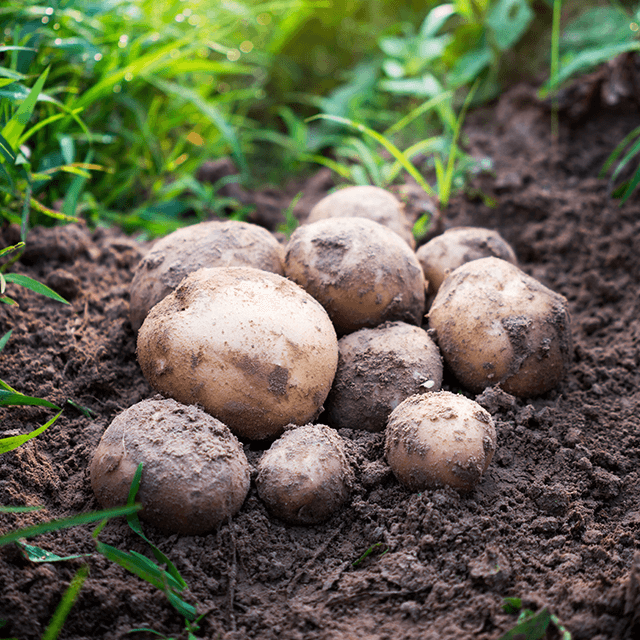 Patates İlaçlama Programı