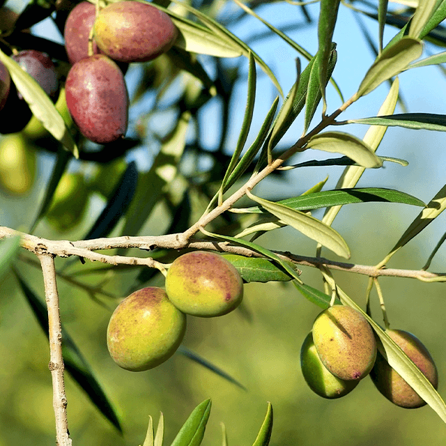 Zeytin İlaçlama Programı