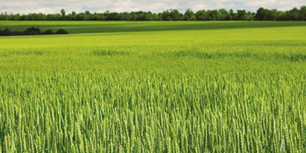 https www cropscience bayer com tr turkiye tarim haberleri bugdayda yuksek verimin anahtari dogru besleme html
