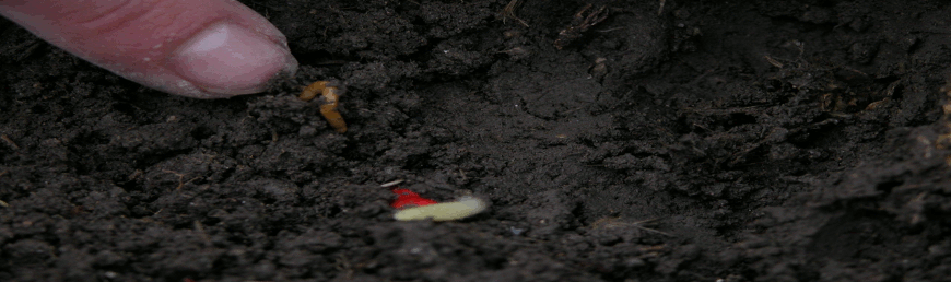 www cropscience bayer com tr